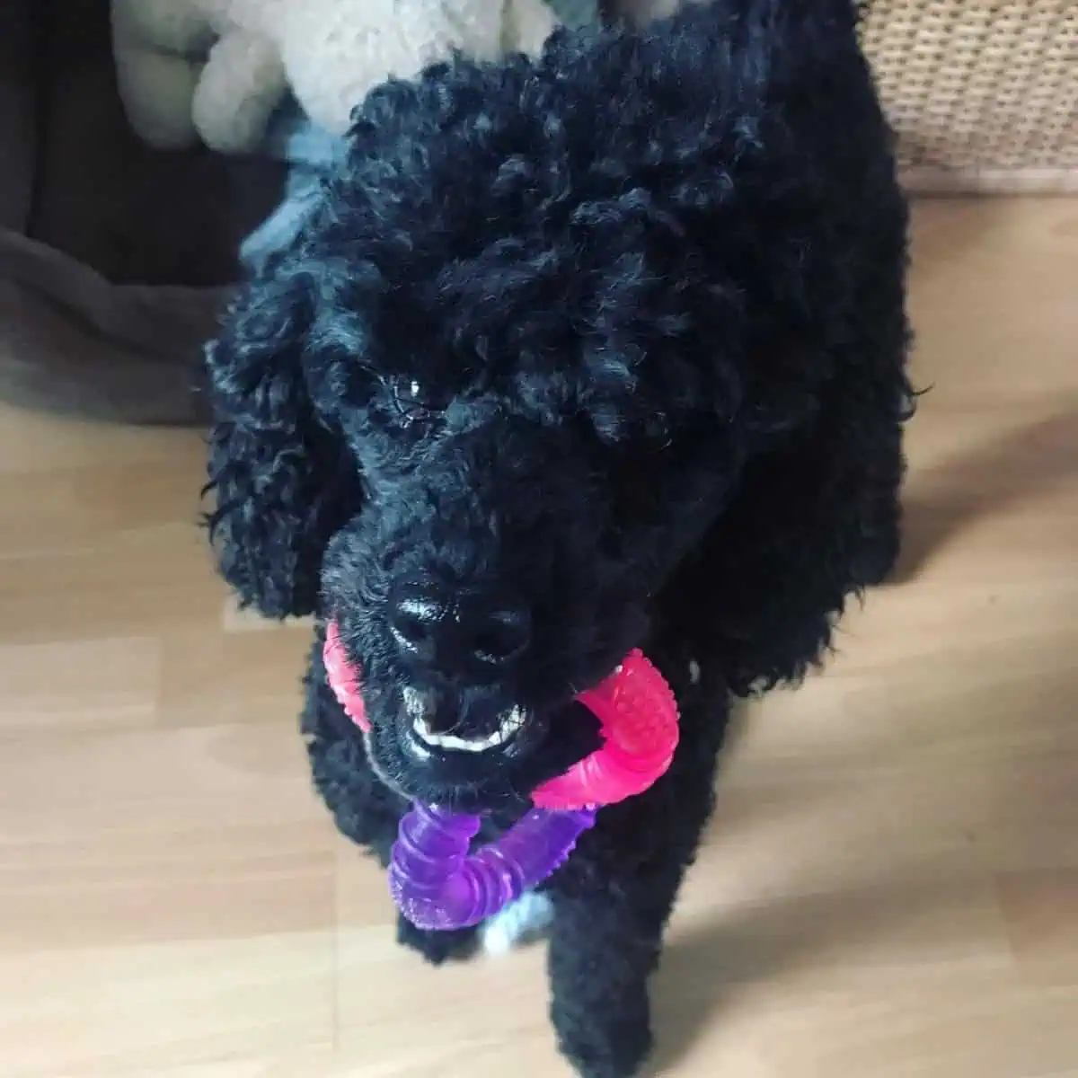 black Poodle with toy