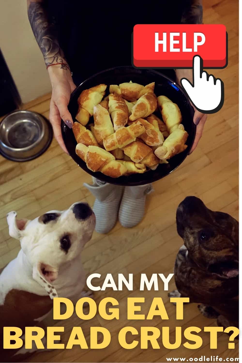 Can Dogs Eat Bread Crust