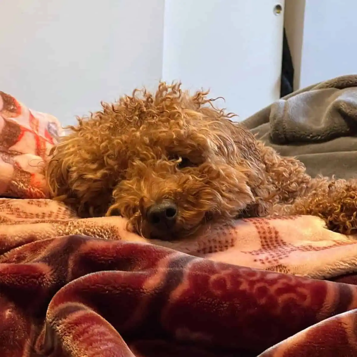 lying Poodle on bed