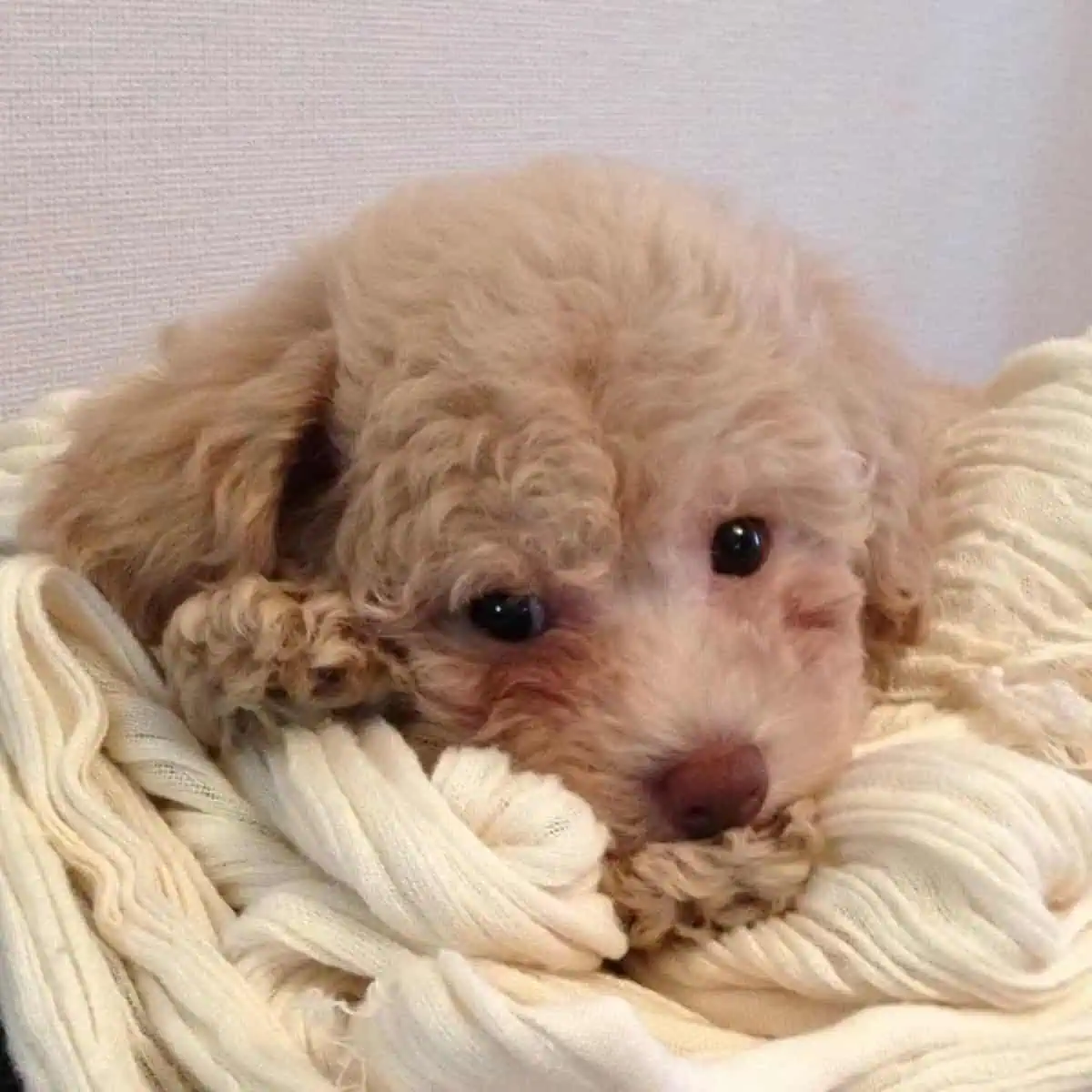 lying Poodle puppy