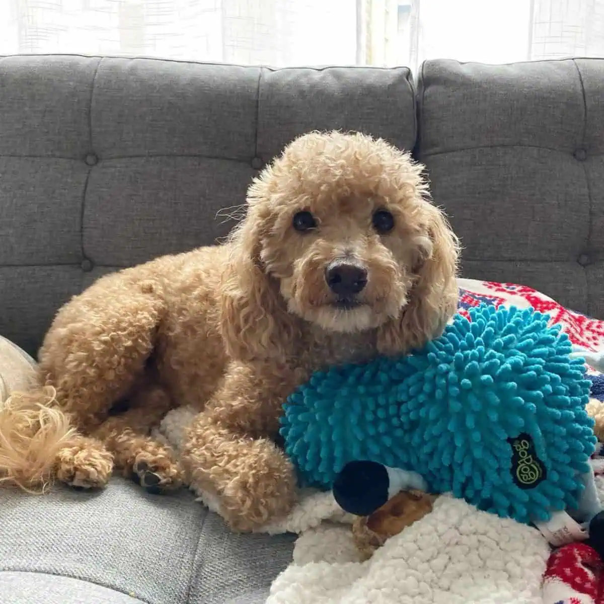 Poodle cuddling a toy
