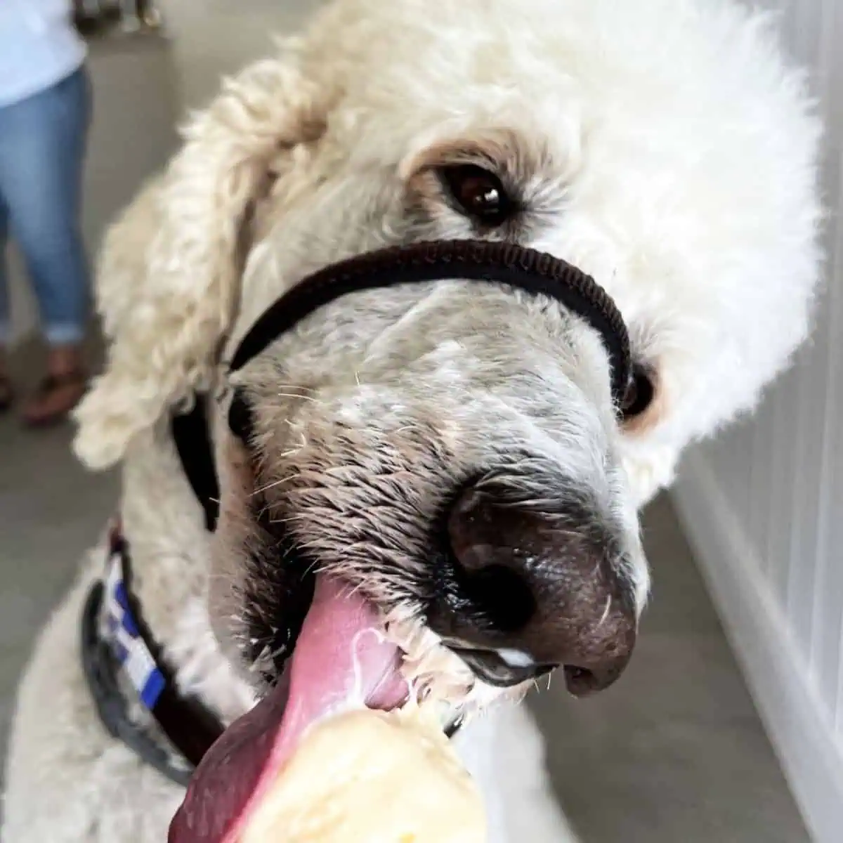 Are Poodles Fussy Eaters? [Tips To Fix] - OodleLife®