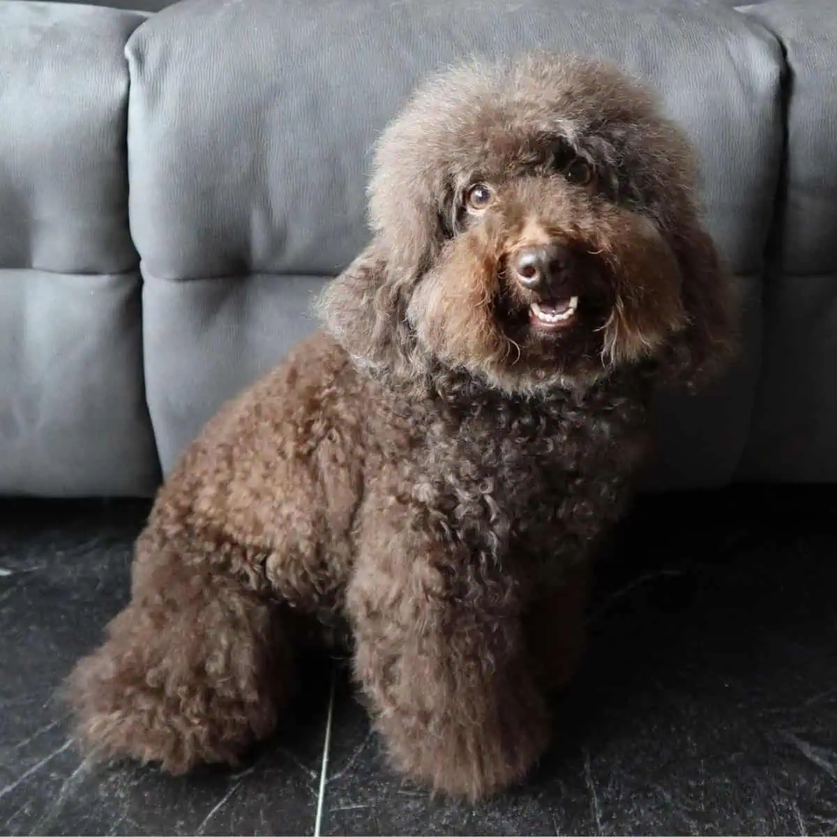 Poodle in front couch