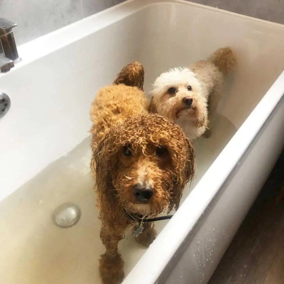 Poodles in bathtub