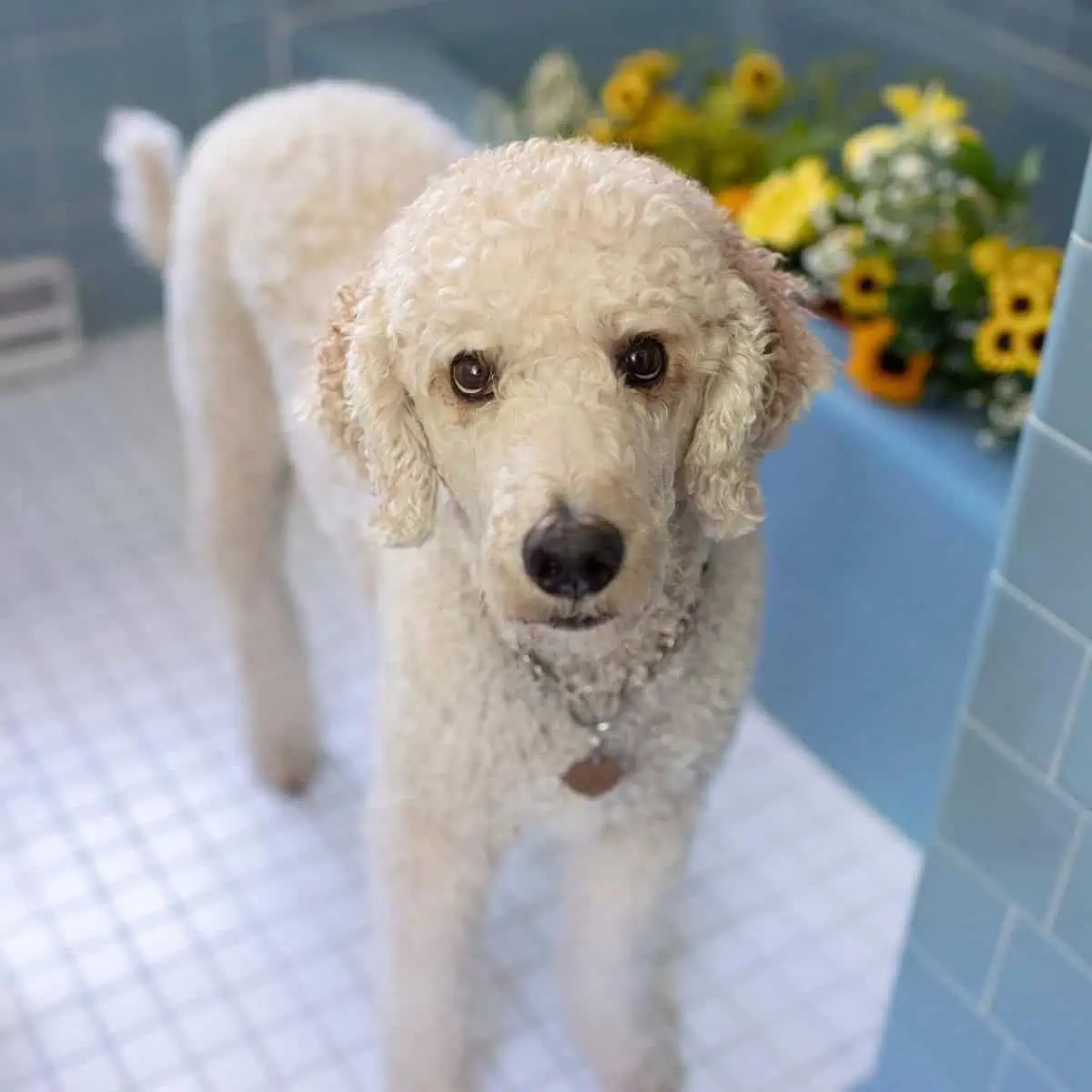 Standard Poodle in the bathroom