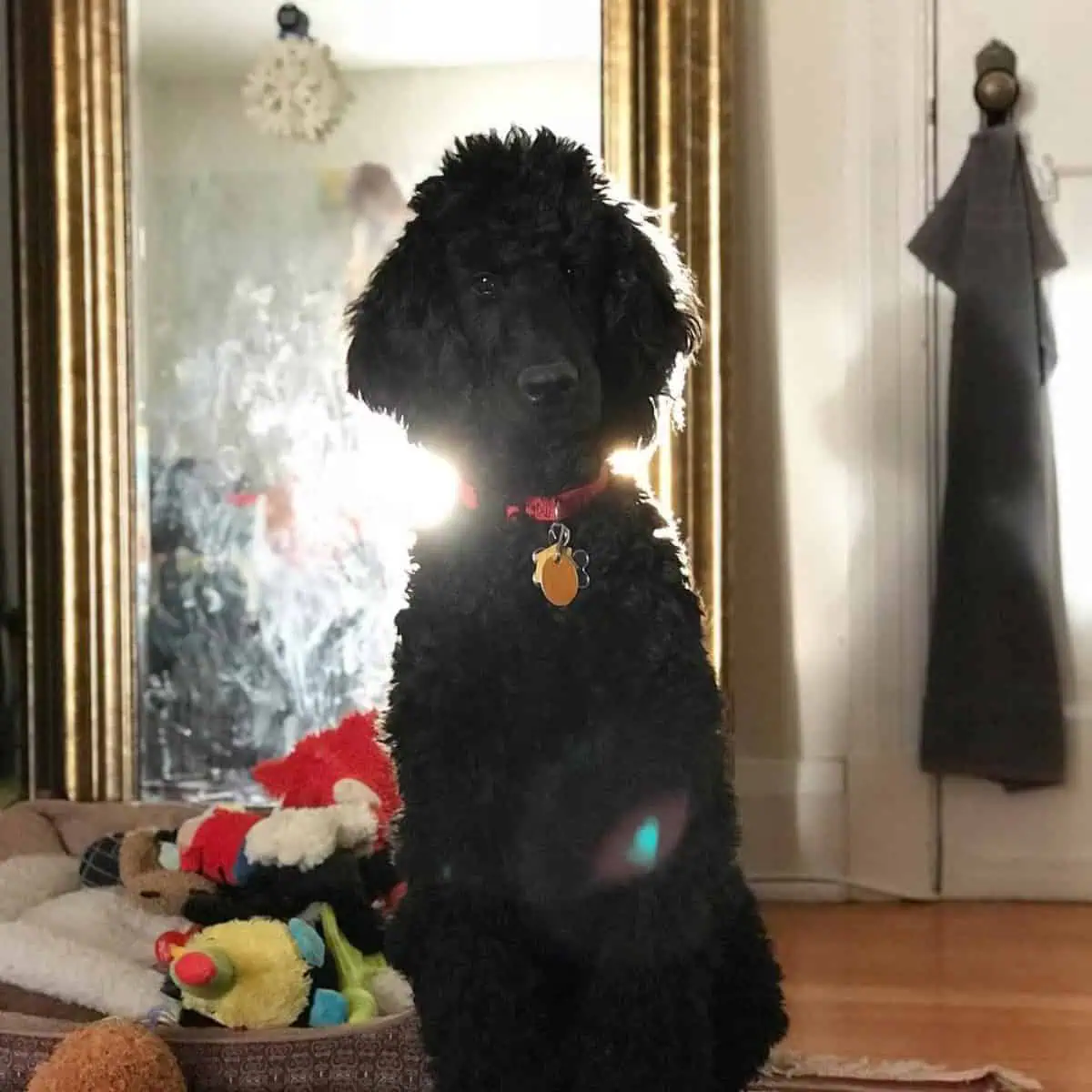 Standard Poodle with toys