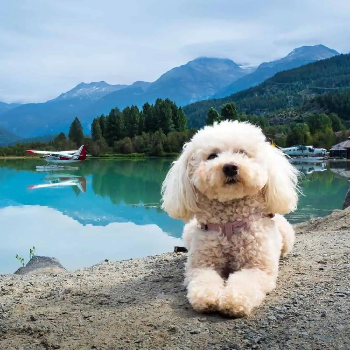 Toy Poodle outdoors