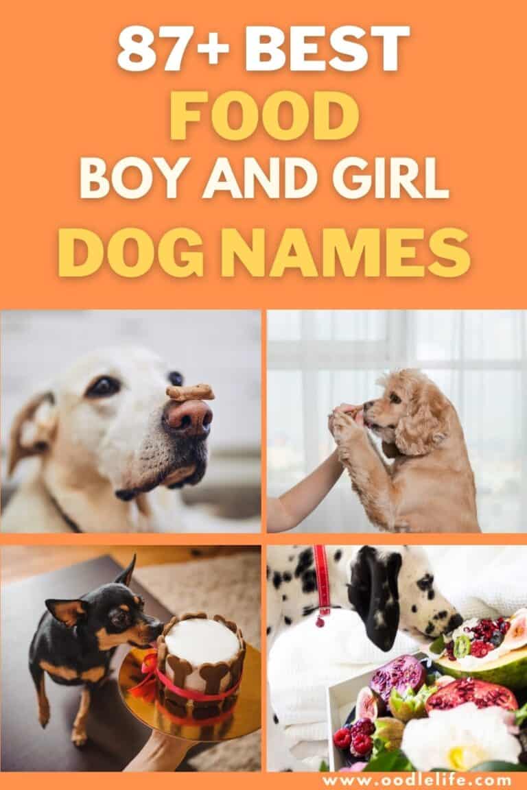 87-best-food-names-for-dogs-oodle-life