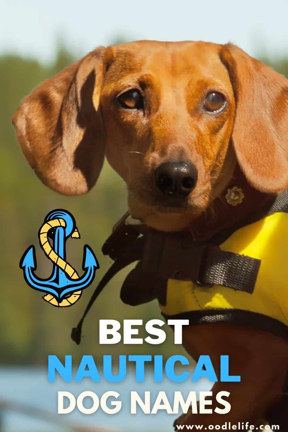 9-best-nautical-names-for-dogs-actually-good-oodle-life