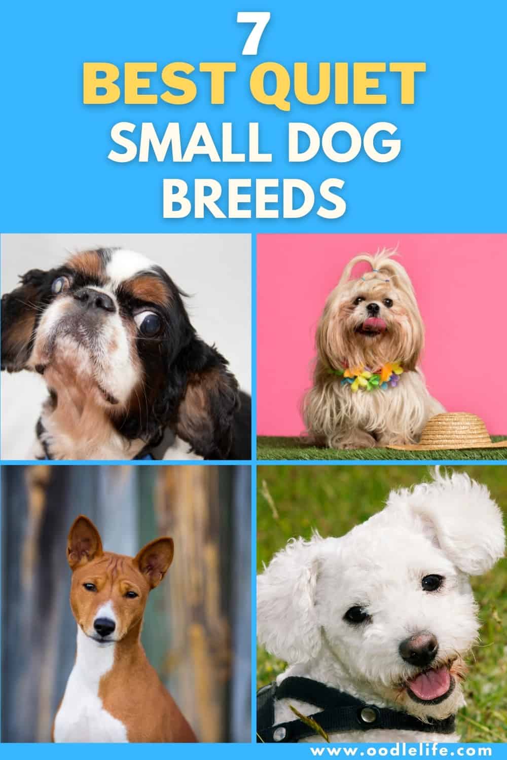 7 Best Quiet Small Dog Breeds (with Photos) - Oodle Life