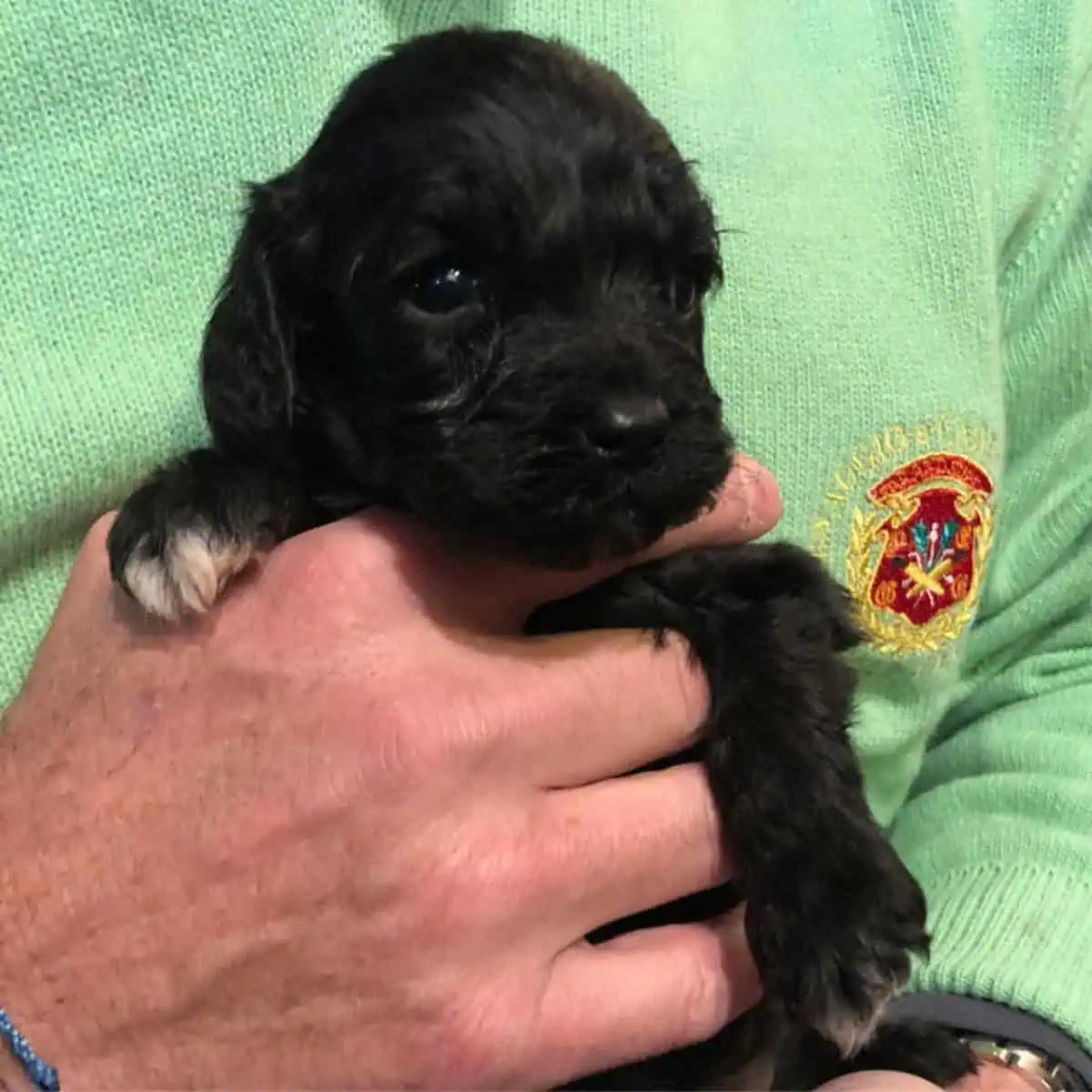black Cavapoo puppy with its owner