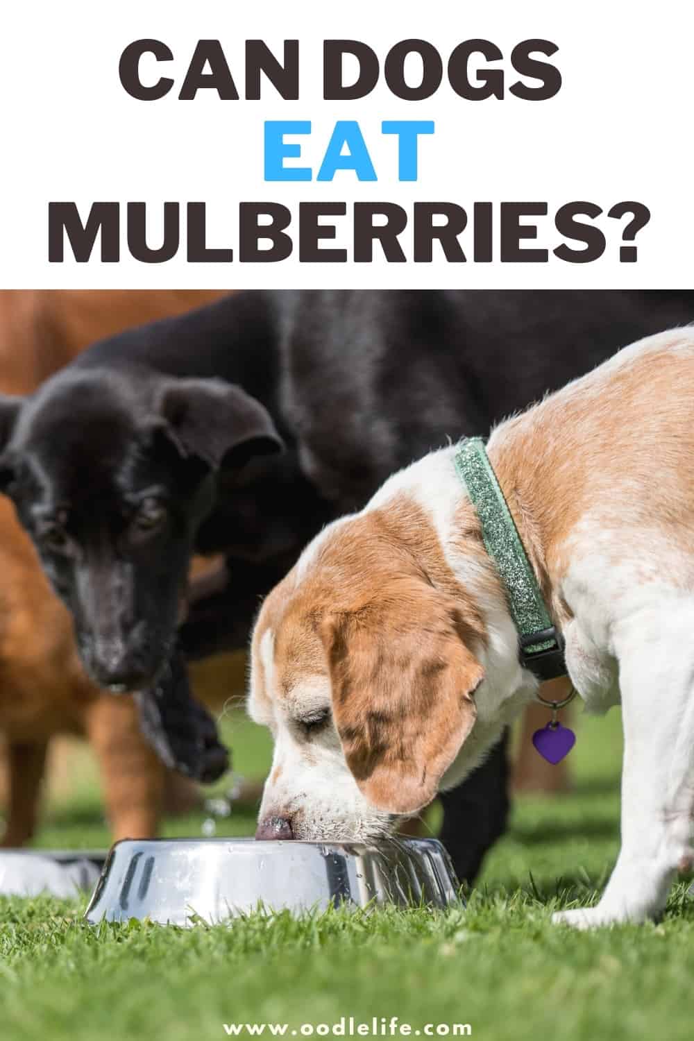 can-dogs-eat-mulberries-not-your-typical-dog-food-oodle-life