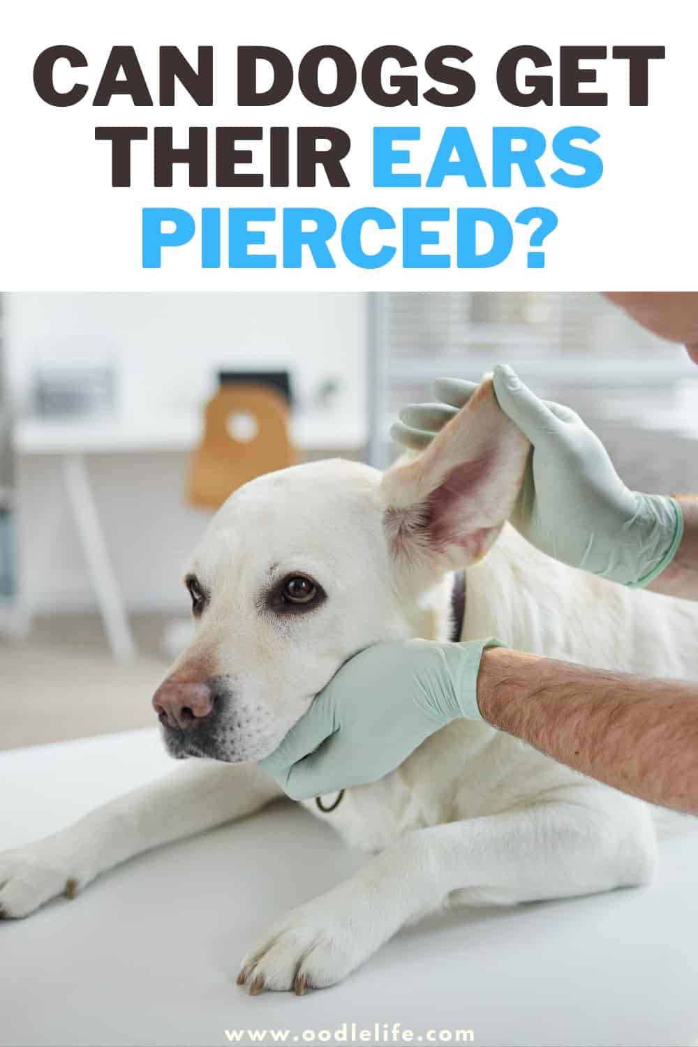 Can Dogs Get Their Ears Pierced? [What You Need To Know] - Oodle Life