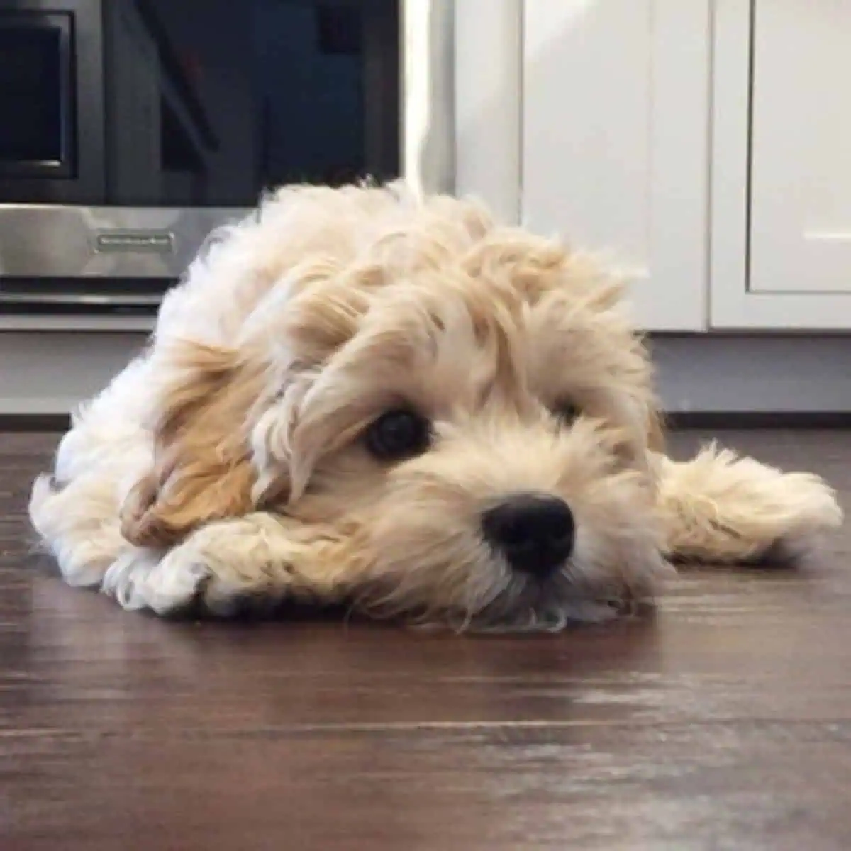 Cavapoo puppy looks guilty