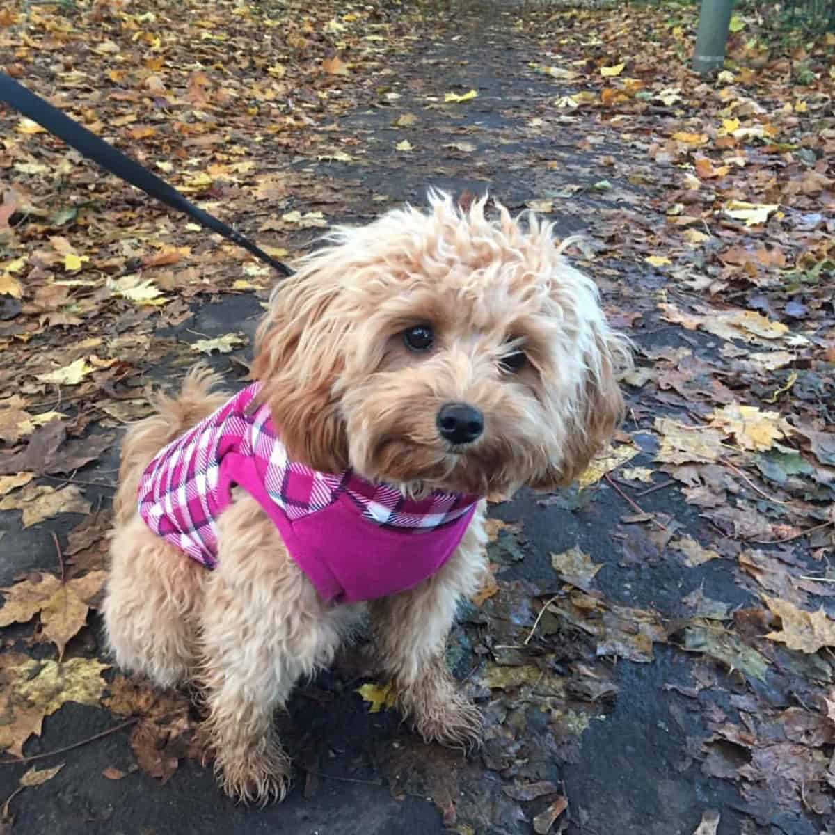 Cavapoo puppy on a pink harness