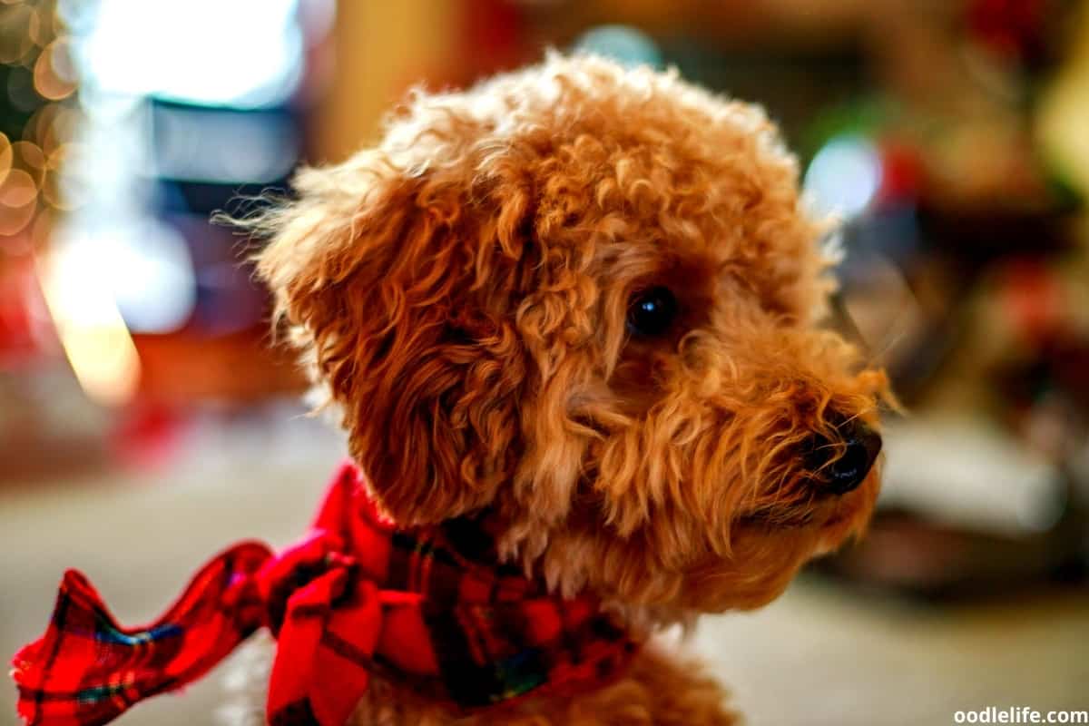 when should i spay my toy poodle