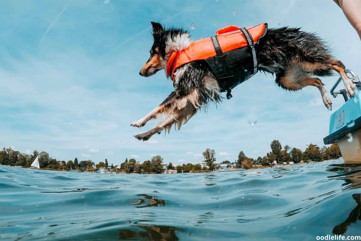 9-best-nautical-names-for-dogs-actually-good-oodle-life