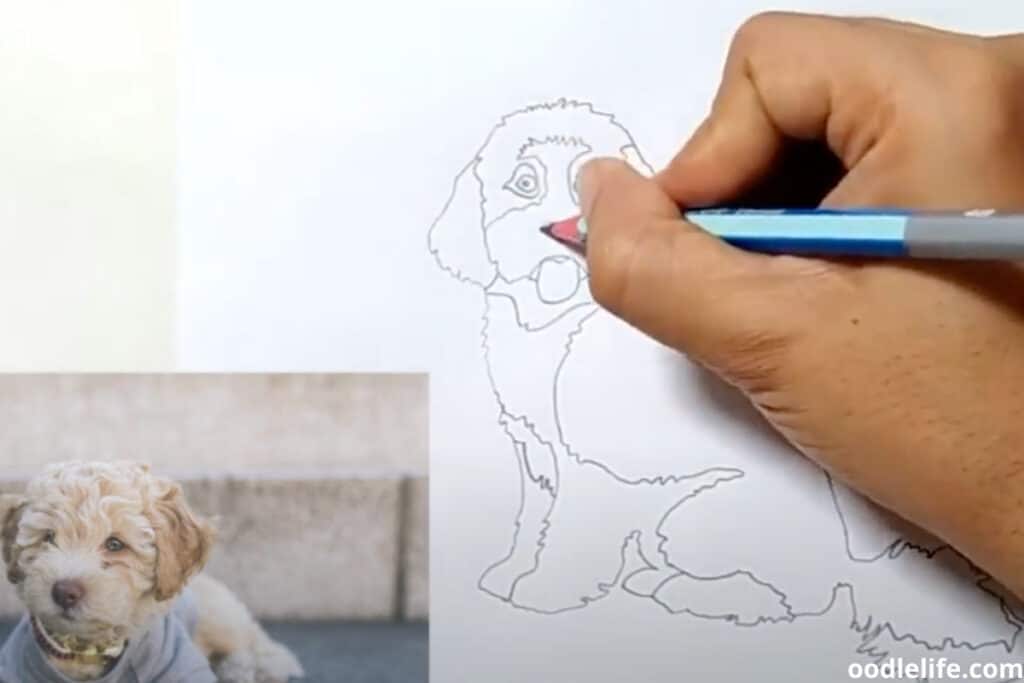 How To Draw A Cavapoo Puppy (Steps And Video) Oodle Life