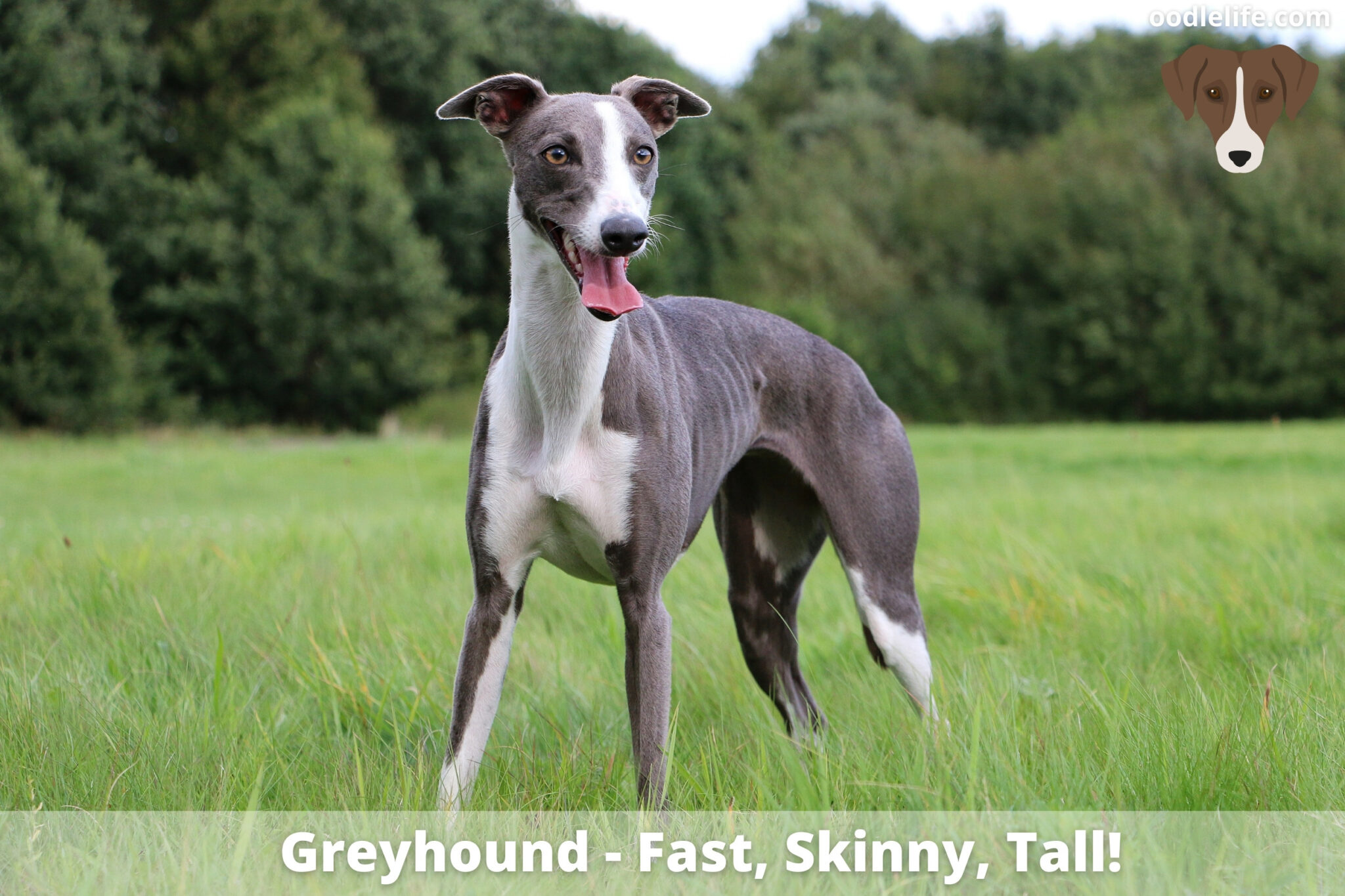 11-best-tall-skinny-dog-breeds-with-photos-unianimal