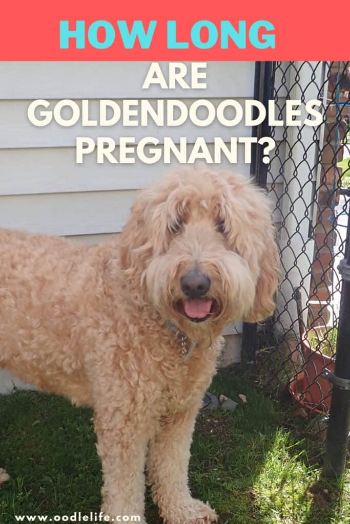 how long are goldendoodles puppies