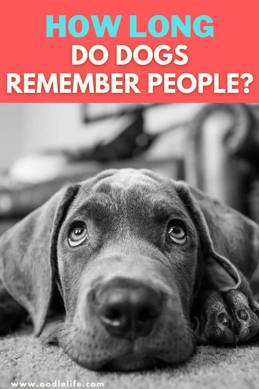 how-long-do-dogs-remember-people-oodle-life