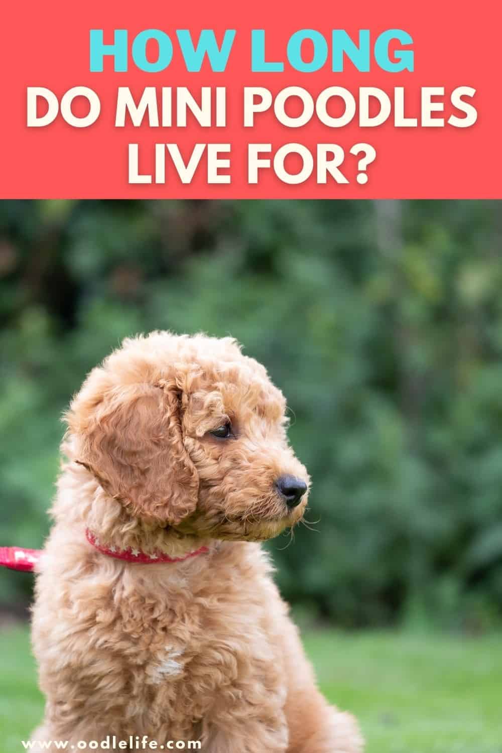 how-long-do-miniature-poodles-live-oodle-life