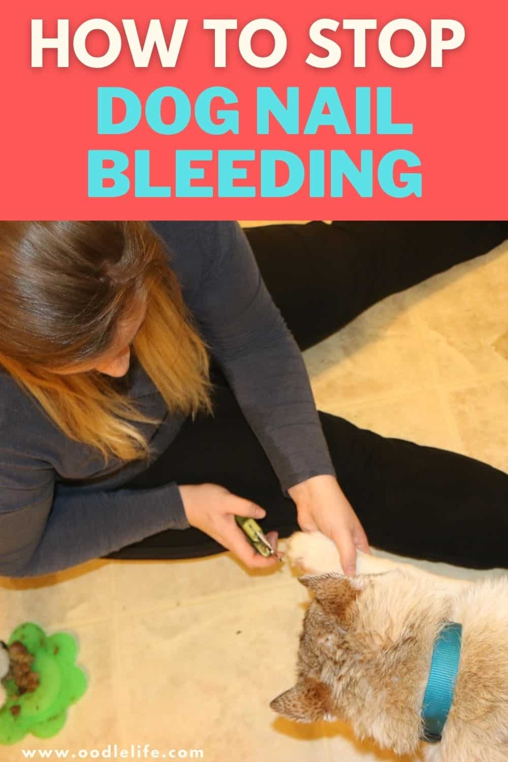 How To Stop Dog Nail Bleeding With Cornstarch at Karin Oliveira blog