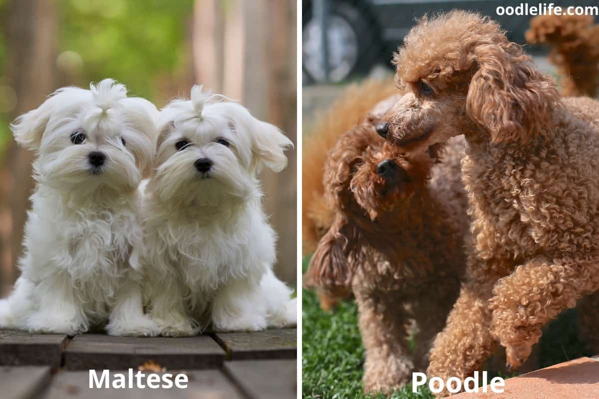 Maltese Vs Poodle Breed Comparison (Key Differences) - Oodle Life