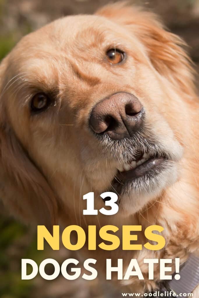 13 Noises Dogs Hate The Most (and Why) - Oodle Life