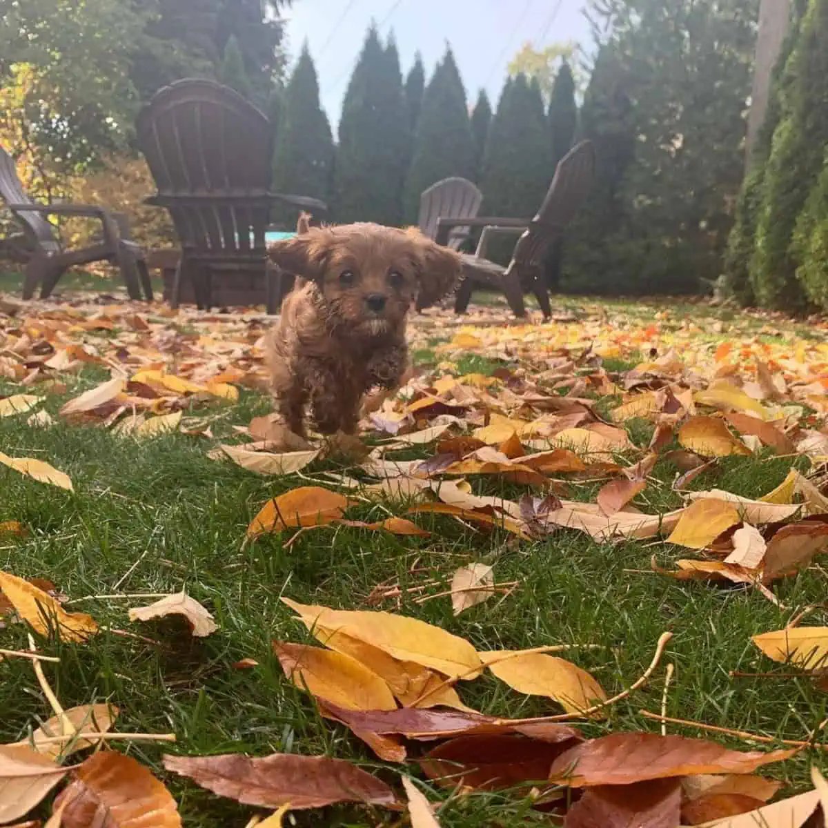 running Cavapoo puppy and dried leaves