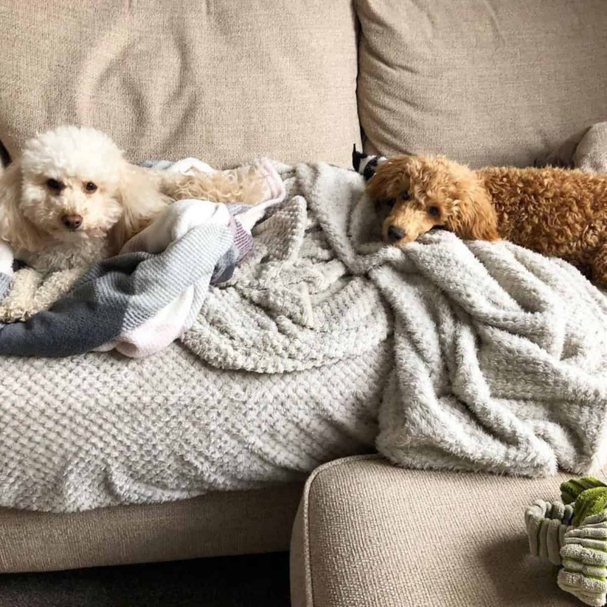 Toy and Mini Poodles on sofa