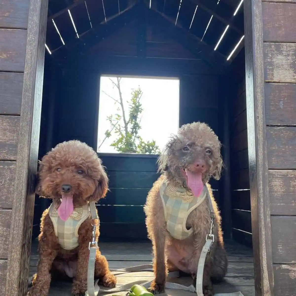 two Poodles in playhouse