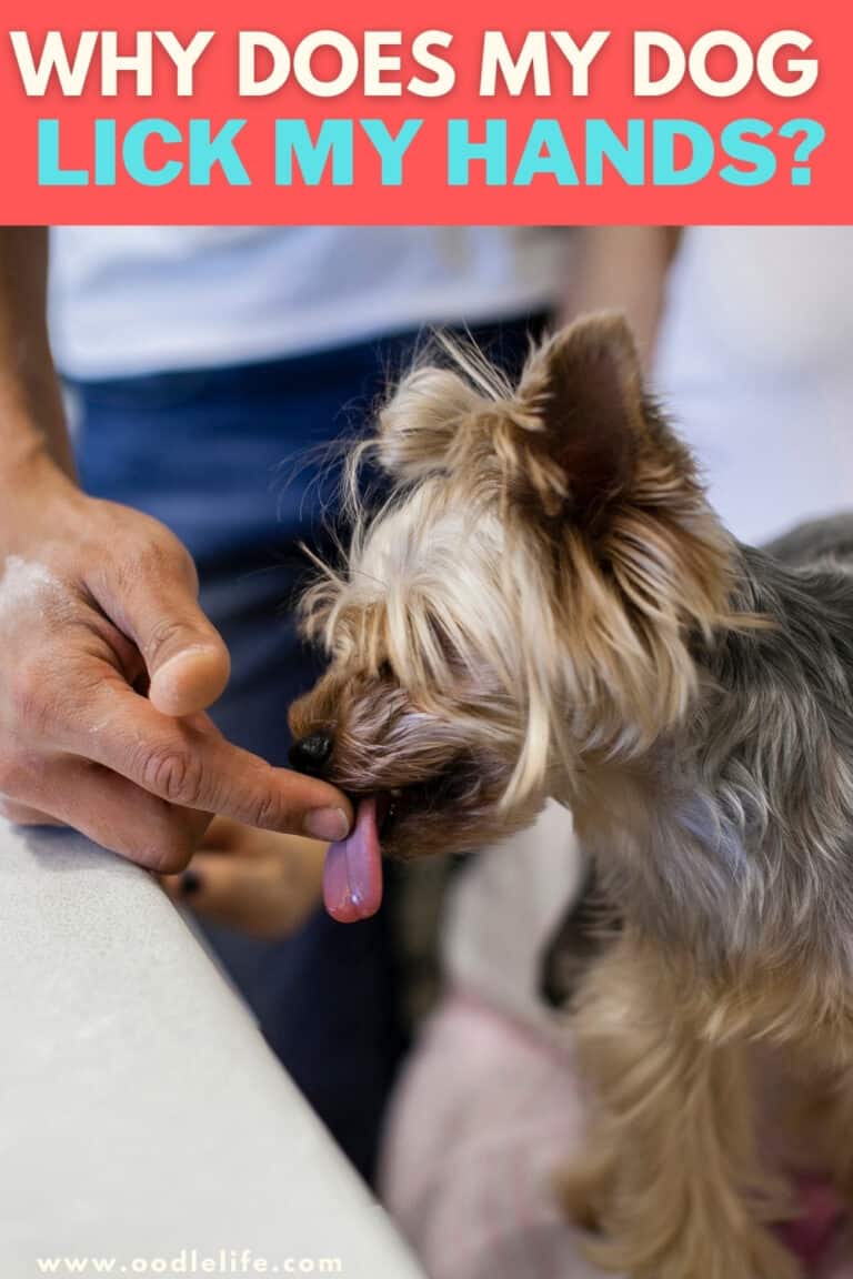 Why Does My Dog Lick My Hands? Oodle Life