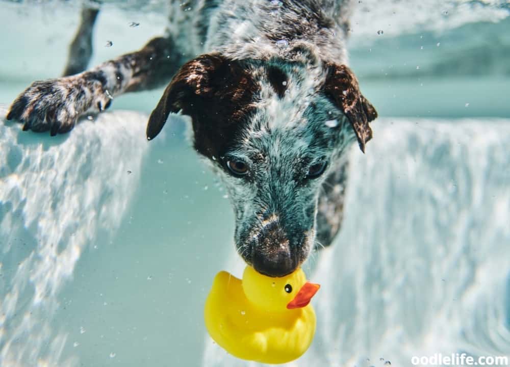 can-dogs-hold-their-breath-how-long-oodle-life