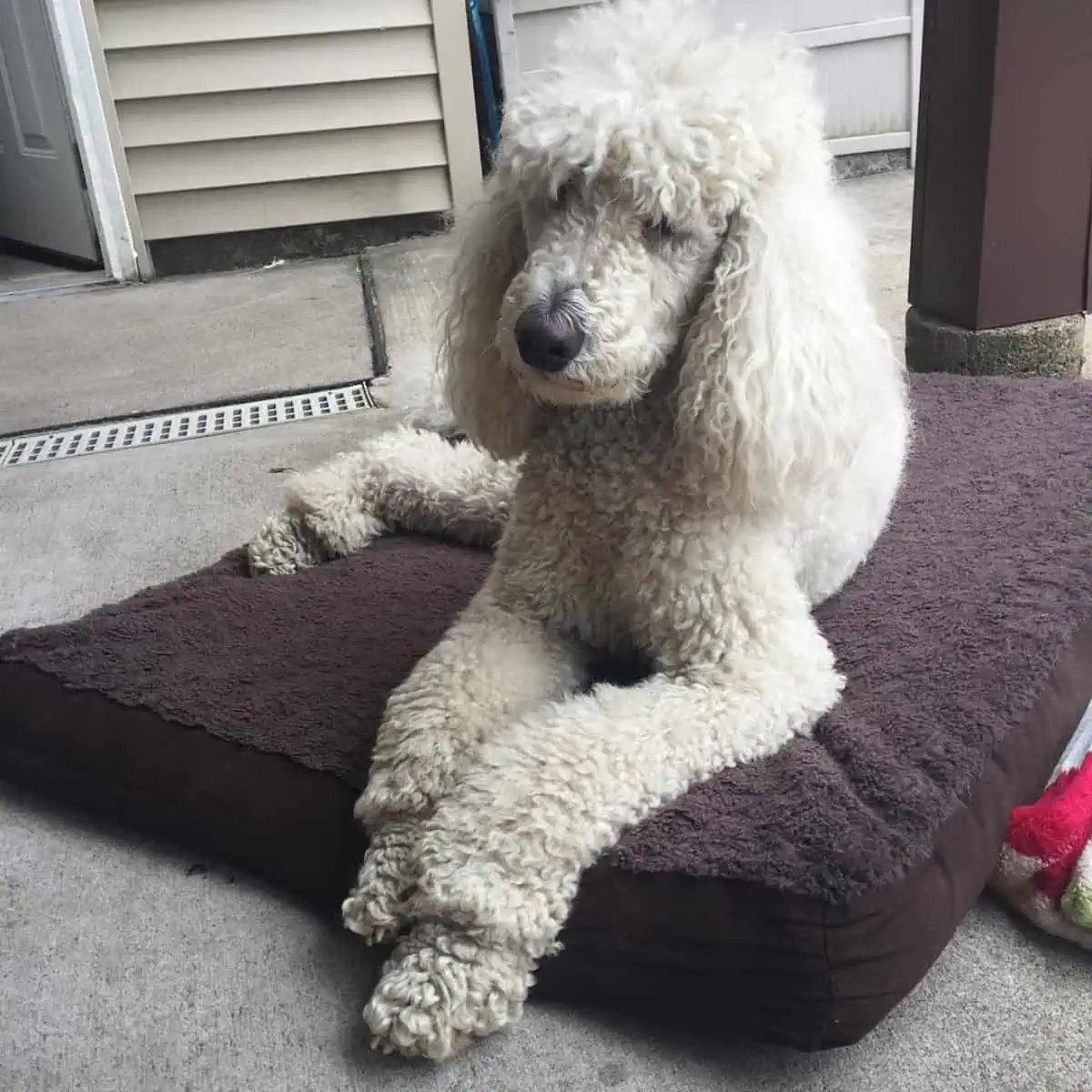 curly-haired Standard Poodle