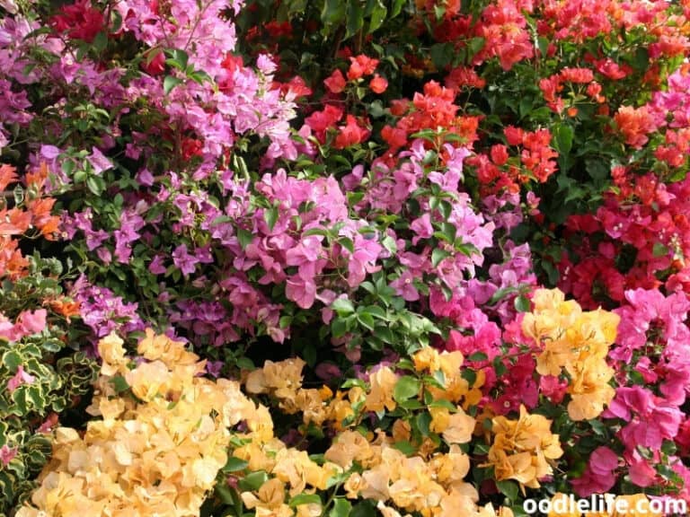 Is Bougainvillea Poisonous To Dogs? - Oodle Life