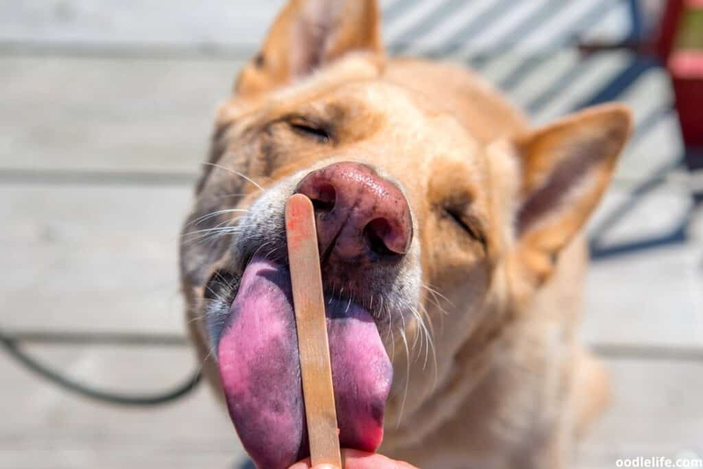 what does it mean when a dog licks another dogs ear