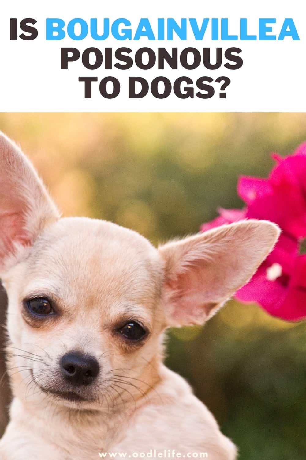 Is Bougainvillea Poisonous To Dogs? - Oodle Life