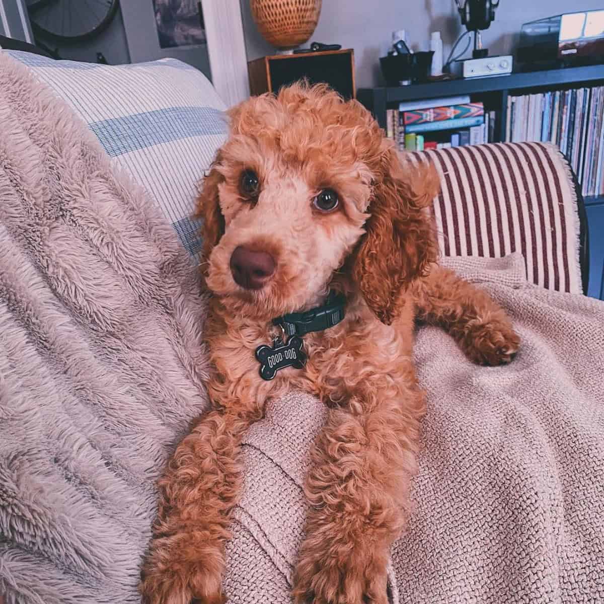 Poodle loves to stay on couch