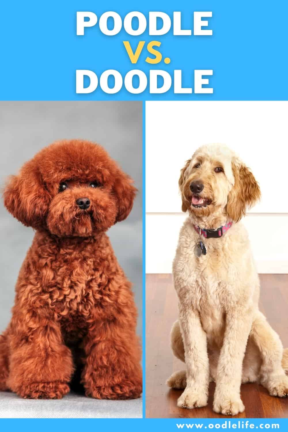 Poodle Vs Doodle [Which Way To Go?] - Oodle Life