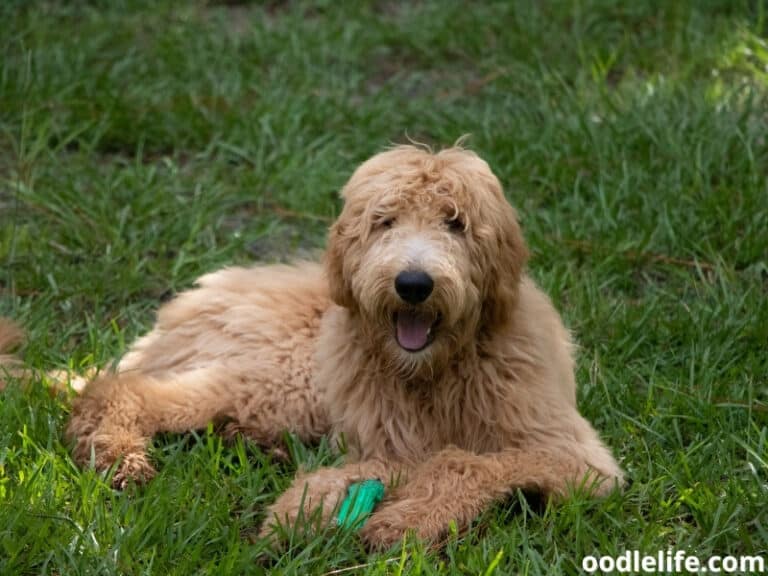 What Is A F1bb Goldendoodle? (Guide With Photos) - Oodle Life