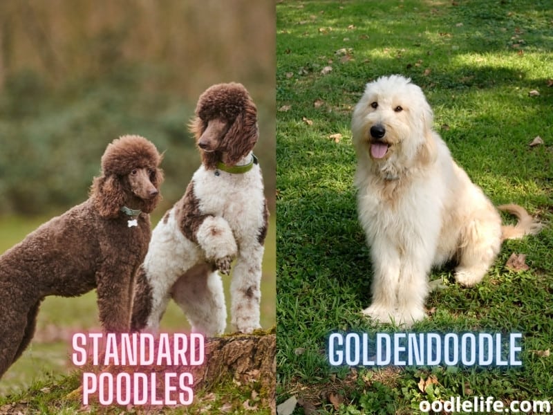 standard poodle mixes