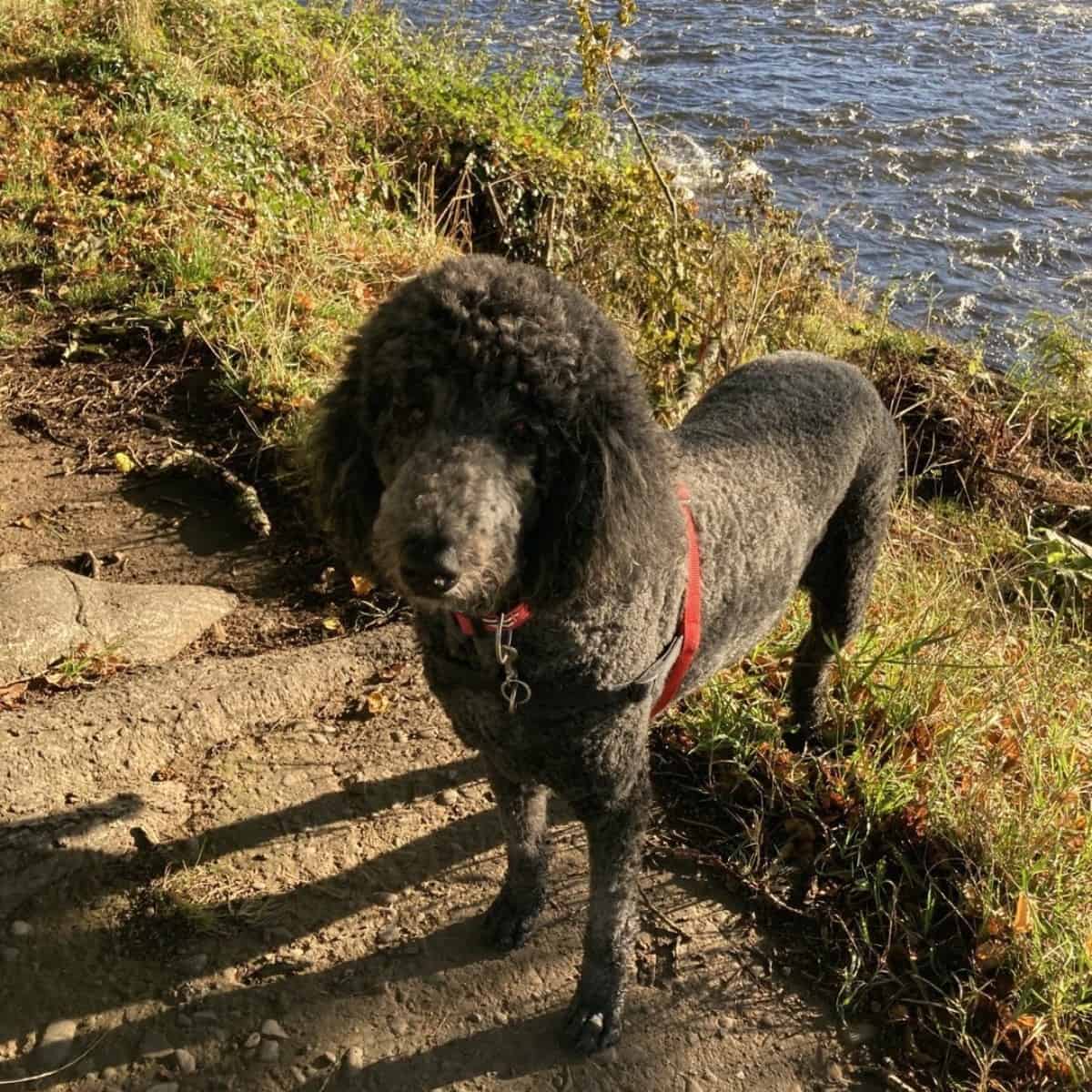 walking Poodle by the riverside