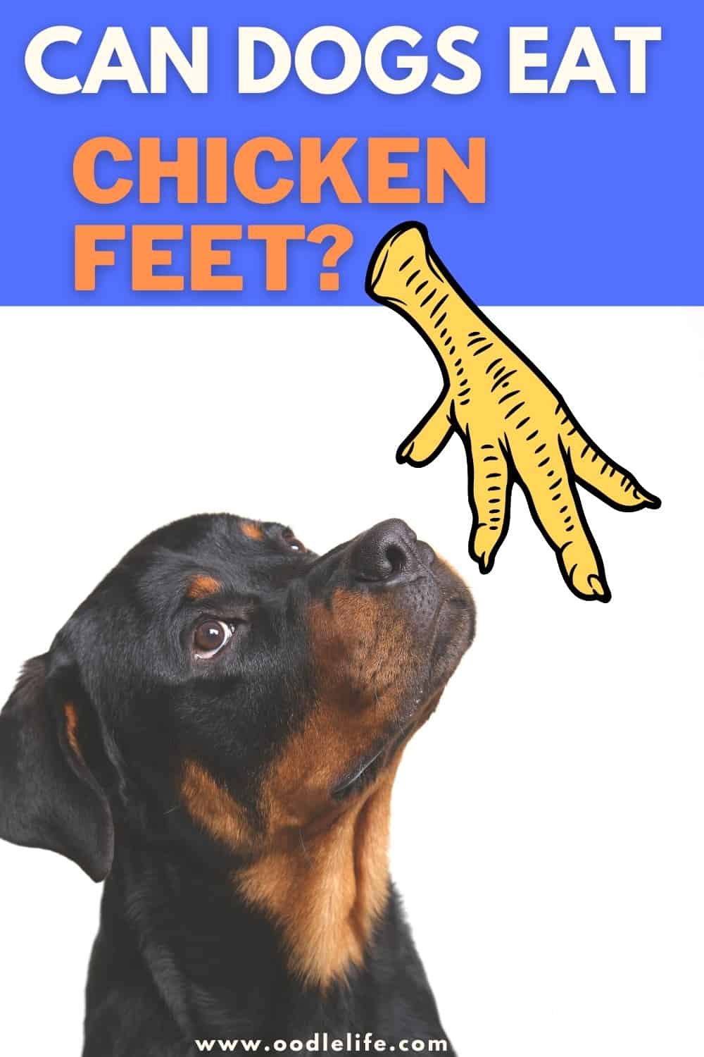 can-dogs-eat-chicken-feet-are-they-safe-oodle-life