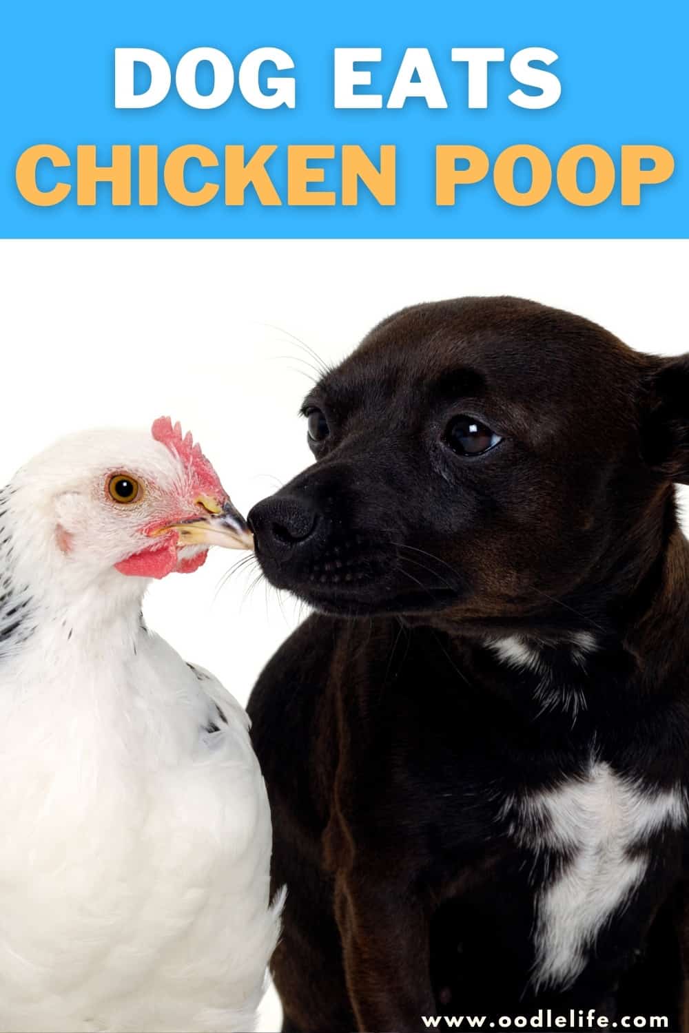 Will My Dog Get Sick From Eating Chicken Poop