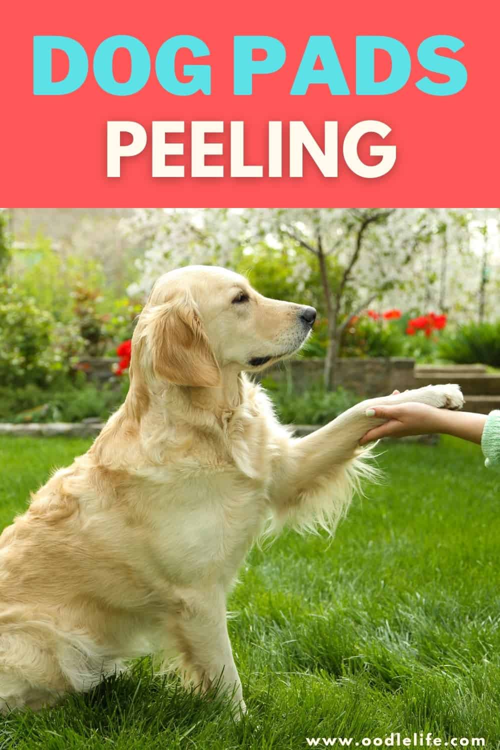 What To Do When Dogs Pads Peel Off