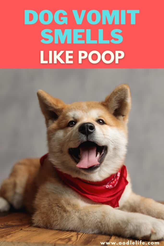 Why Does Dog Smell Like Poop