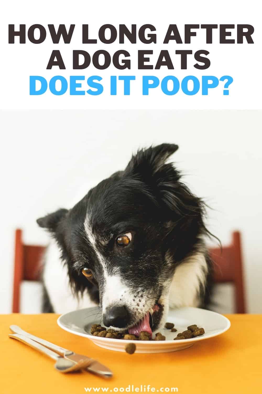 how-long-after-a-dog-eats-does-it-poop-oodle-life