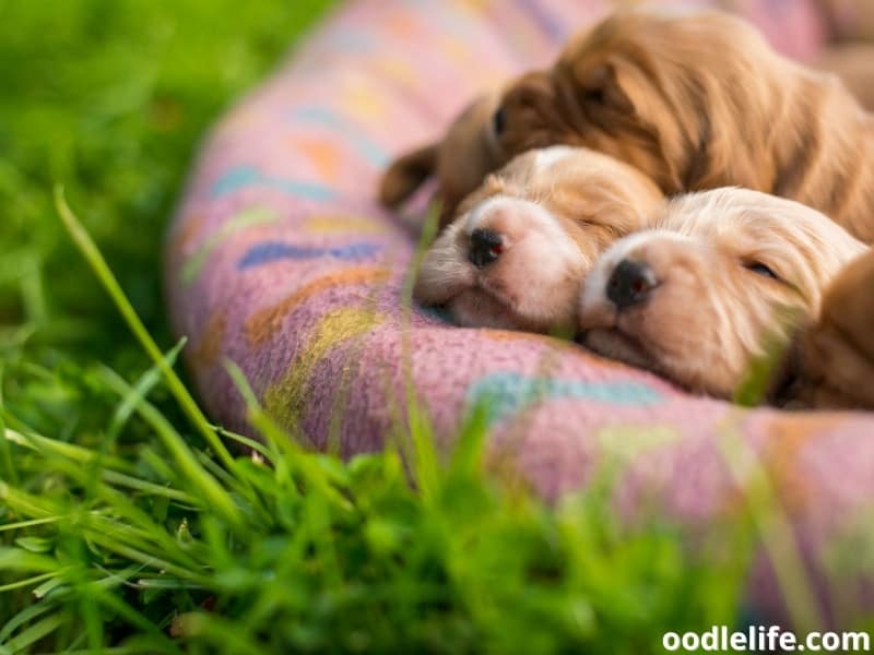 can puppies control their body temperature