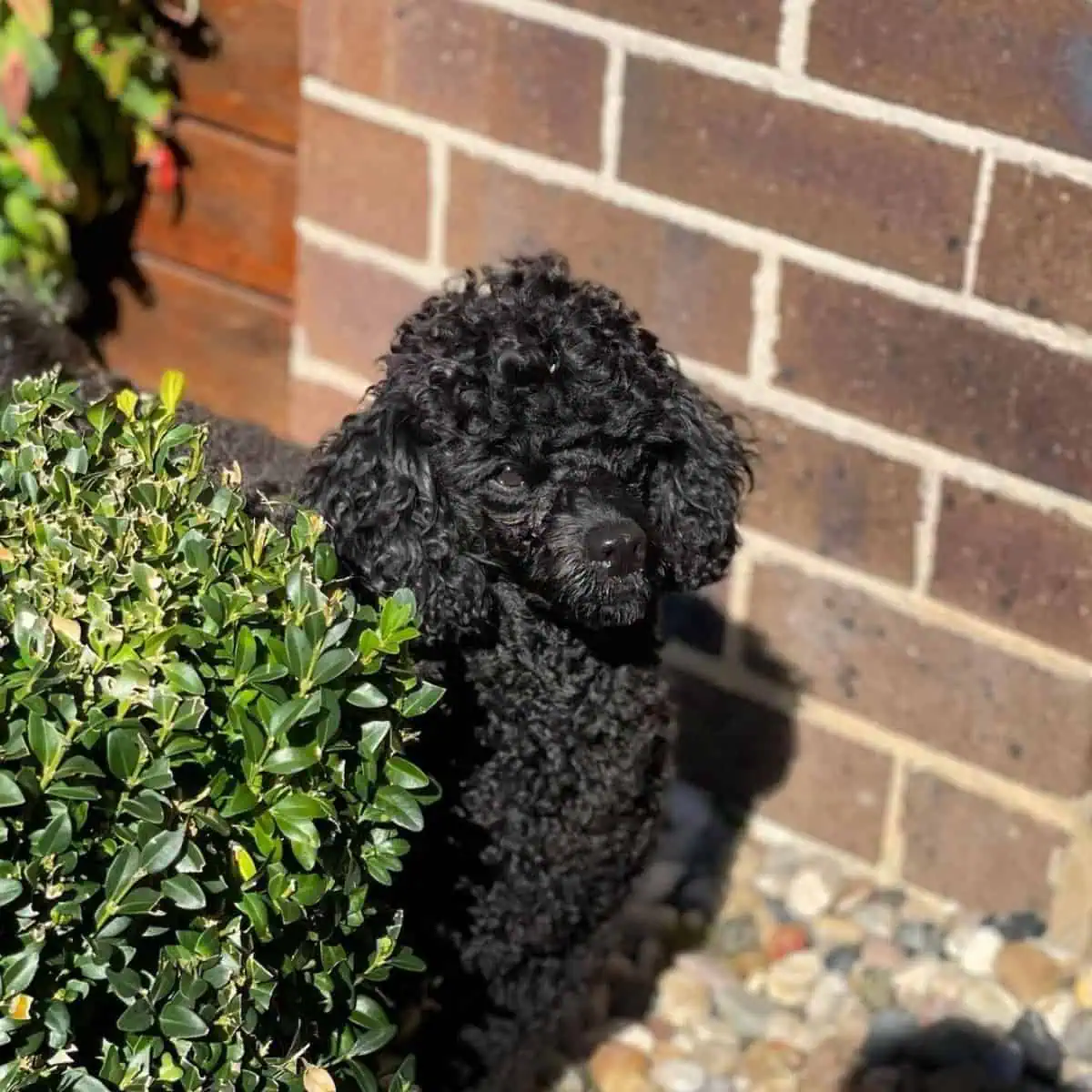 Poodle hiding behind the bush